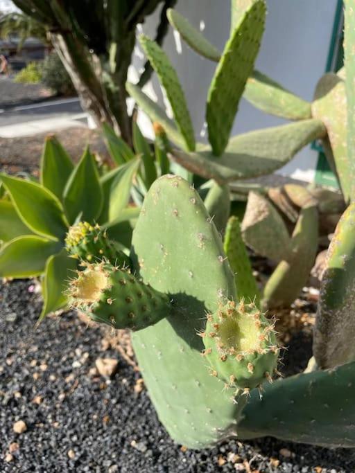 Apartamento Amura En Playa De Las Cucharas Costa Teguise Buitenkant foto
