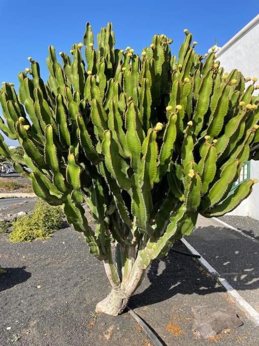 Apartamento Amura En Playa De Las Cucharas Costa Teguise Buitenkant foto